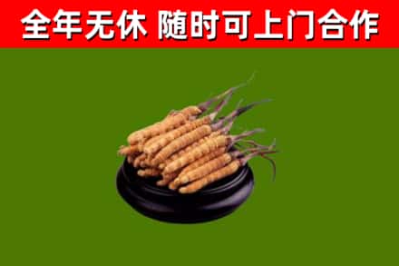 金平回收散虫草